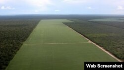 Plantaciones de soja