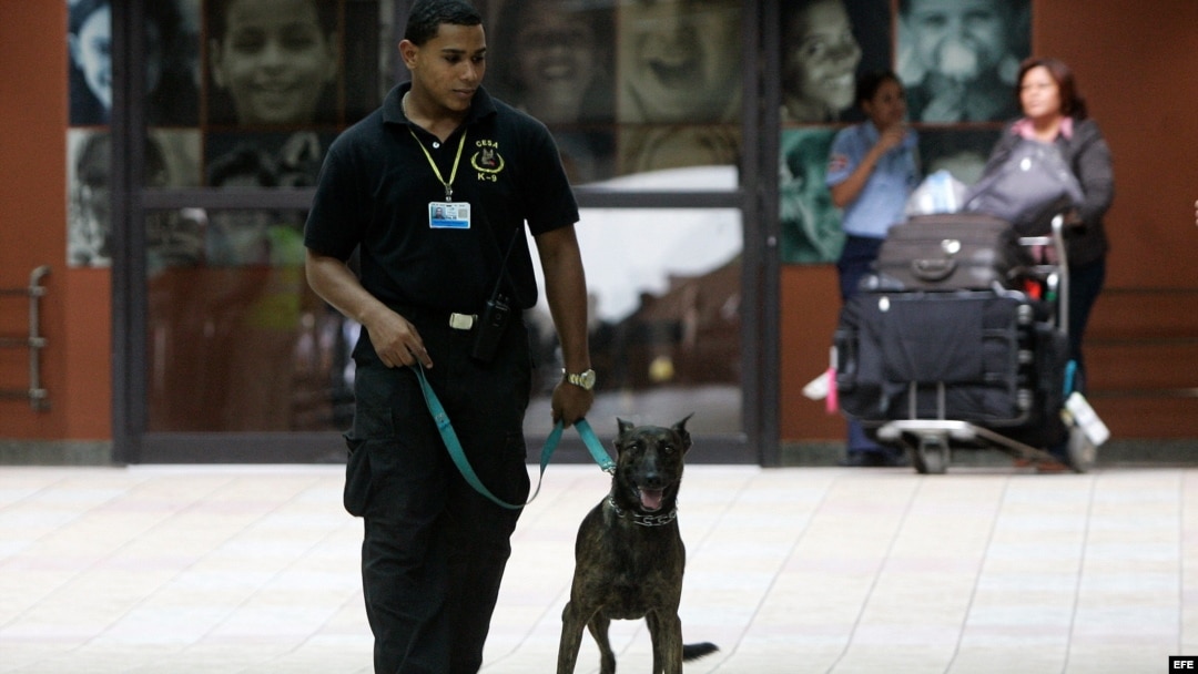 Un oficial del Cuerpo de Seguridad Aeroportuaria utiliza un perro en la búsqueda de drogas en las maletas de los pasajeros hoy