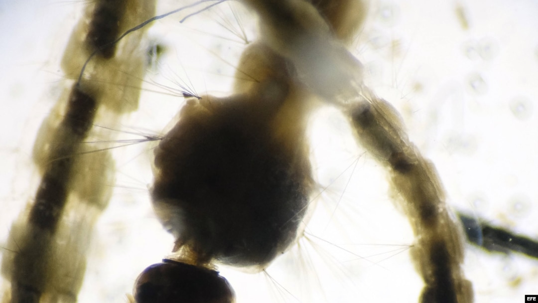 Larvas del mosquito Aedes Aegypti, transmisor del virus del Zika