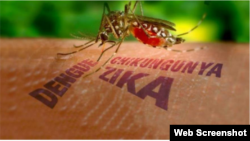 Los cubanos parecen confiados después de convivir por años con el mosquito transmisor, Aedes Aegypti.