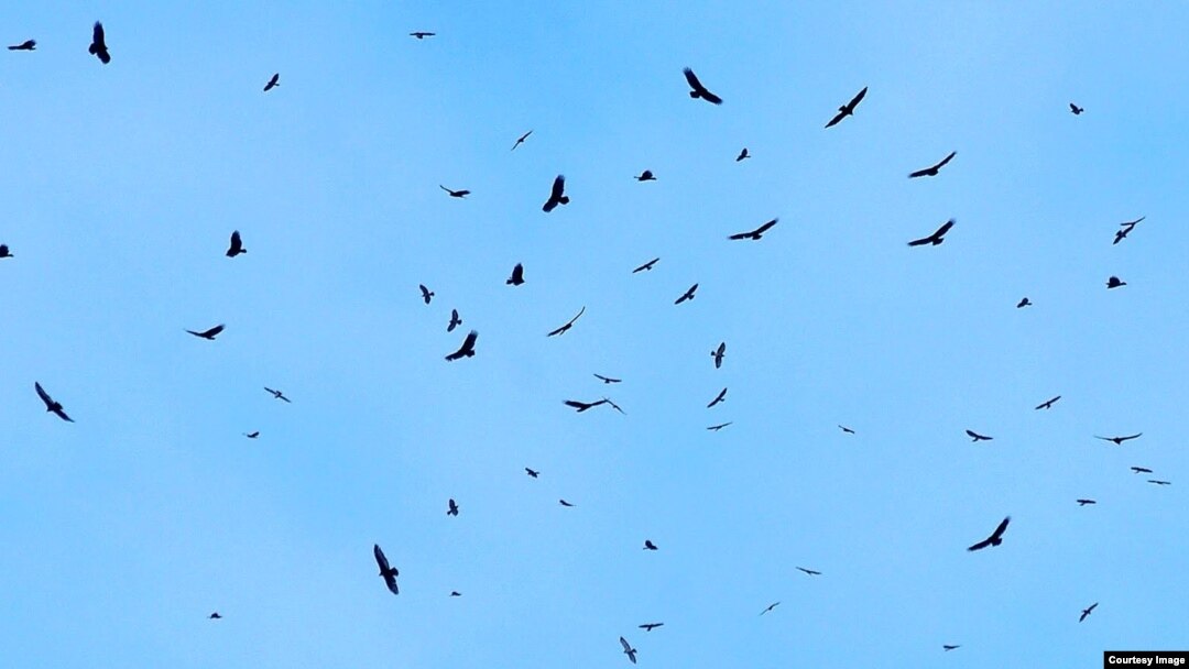 "Los pájaros pían alrededor de mi ventana, como caen sobre la fruta madura, la fruta que ya van a morder". José Martí