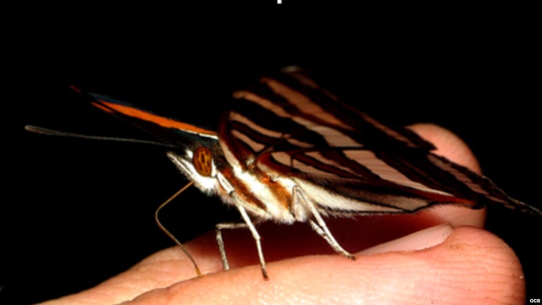 La evolución está escrita en las alas de las mariposas. (Charles Darwin)