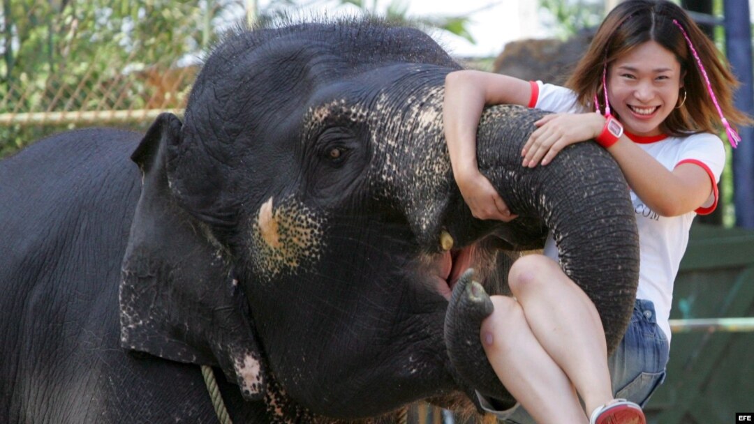 La turista y el elefante.