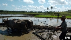 Campesinos cubanos preparan el terreno para la siembra de arroz.