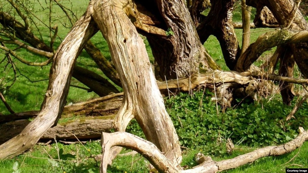 He visto a más de un árbol implorar misericordia, rodilla en tierra, y ser ultimado.