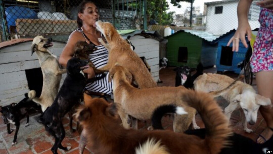 Noris Pérez tiene un refugio privado para animales en su casa en La Habana. YAMIL LAGE / AFP