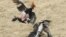 Peleas de gallos en la ciudad de Bayamo.