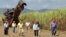 EMPRESARIOS AGRÍCOLAS DE EE.UU. VISITAN CUBA