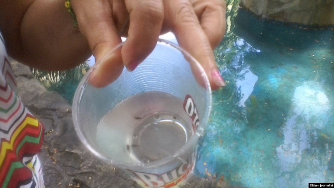 Una muestra del agua de la fuente incluye huevos de Aedes Aegypti, agente transmisor del dengue y el Zika. 