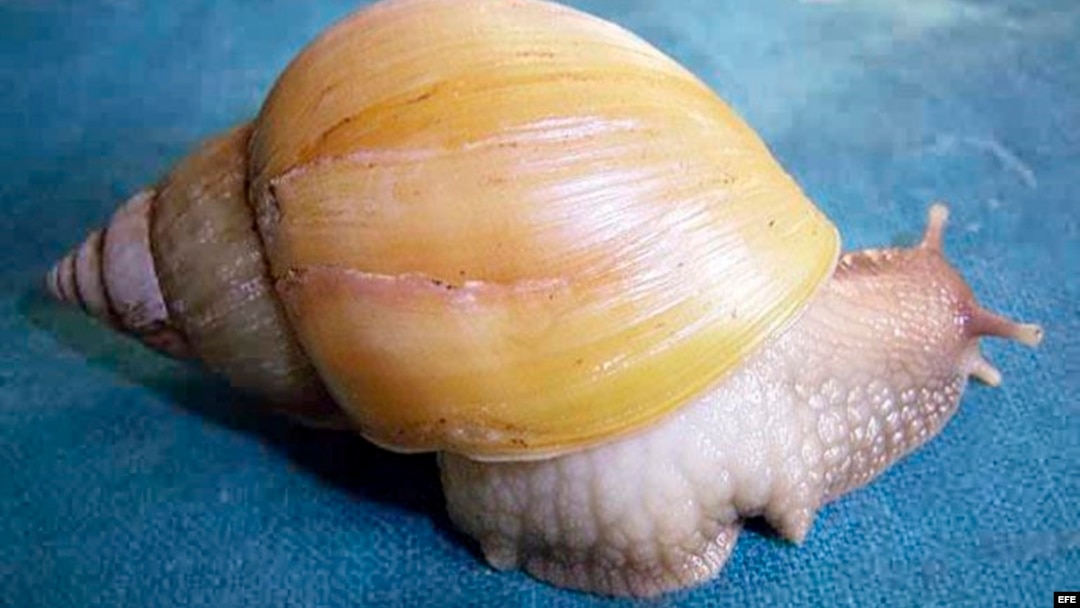Fotografía facilitada por Invasive.org de un ejemplar del caracol gigante africano (Achatina fulica).