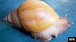 Fotografía facilitada por Invasive.org de un ejemplar del caracol gigante africano (Achatina fulica).