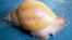 Fotografía facilitada por Invasive.org de un ejemplar del caracol gigante africano (Achatina fulica).