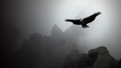 ¡Basta! ¿Águila o pollo?