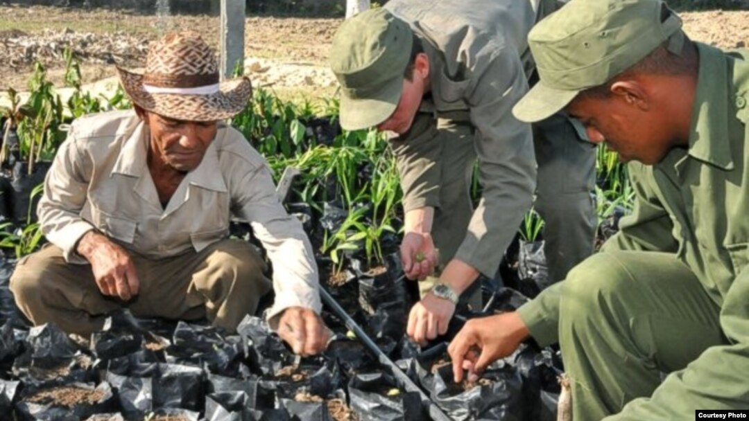 Vivero de semillas en Cuba.