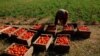 Cosecha de tomate en Ciego de Ávila.