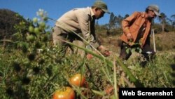 Una imagen de agricultores en Cuba.