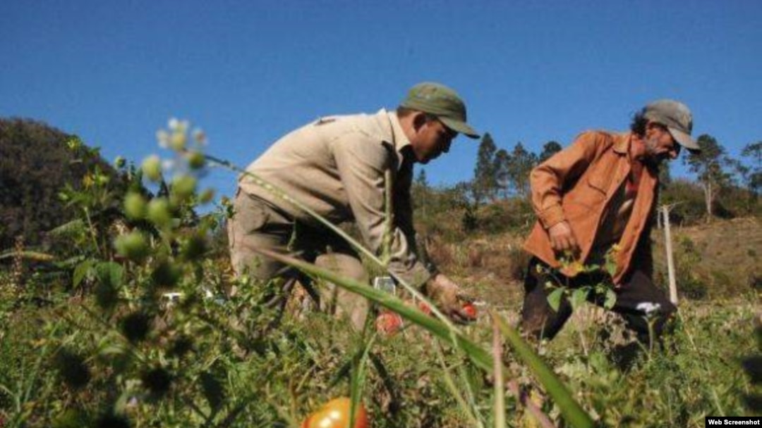 Cuba agricultura devastada 