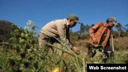 Cuba agricultura devastada 