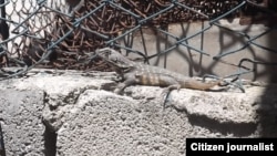 Iguanas en peligro foto José Antonio Sieres Ramallo