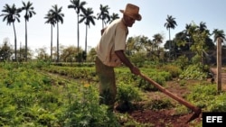 Un campesino limpia un sembrado con un azadón.