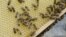 Panal de abejas.  