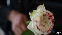 Una mujer sostiene una rosa "ensangrentada" en señal de luto por los feminicidios. (Pedro Pardo/AFP/Archivo)