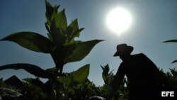 HAB01- PINAR DEL RIO (CUBA), 25/02/07.- Un campesino cubano cosecha hojas de tabaco en la occidental provincia de Pinar del Río, considerada la cuna del mejor tabaco del mundo. Cuba dedica la última semana de febrero al tabaco con el Festival del Habano e