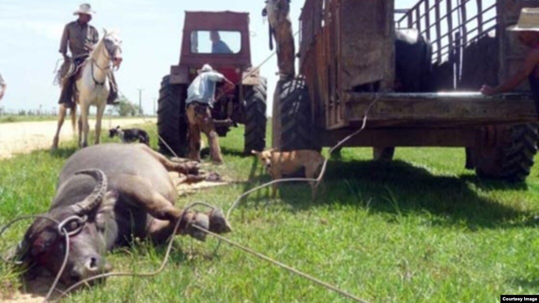Caza de búfalos en Pinar del Río