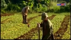 Crisis de combustible afecta la agricultura cubana