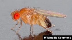 La dieta alta en calorías altera la memoria del insecto.