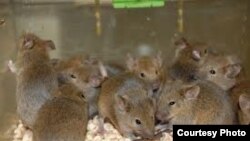 Ratones.