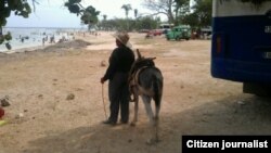 Reporta Cuba Un paseo en burrito por Playa Cazsonal Foto Luis Guanche