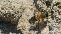 La abeja de Naples