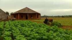 El Niño está destrozando la cosecha de tabaco en Cuba