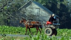 Trabas burocráticas a los productores de tabaco en el país