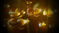 "Noche insular, jardines invisibles"