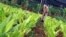 Cuba, agricultura. 